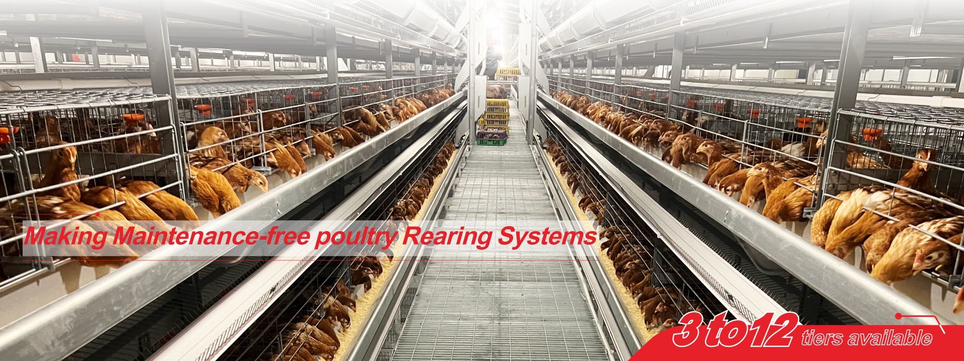 qualità Sistema di gabbie per pollame in batteria fabbrica