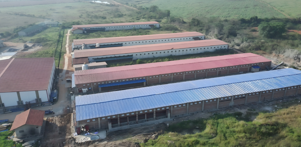 Uganda 1 milione di strati di progetto