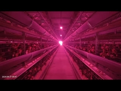 1800×600×450mm H Tipo di batteri per pollame sistema gabbia a bassa velocità di rottura delle uova per l'allevamento a strati