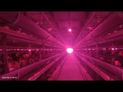 Sistema di alimentazione per polli a basso tasso di malfunzionamento Controllo esatto per l'allevamento di polli