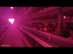 Sistema automatico di rimozione del letame di pollame per la gabbia a batteria per polli allevatori