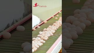 Farmrob | Sistema di raccolta uova da stalla progettato e prodotto da Farmrob #poultryfarm #chicken