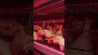 Farmrob | La vita felice dei polli #poultryfarm #manufacturing #