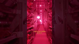 Farmrob | Una persona può gestire un pollaio #poultryfarm #chicken